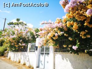 [P19] O cascadă de bougainvillea » foto by crismis
 - 
<span class="allrVoted glyphicon glyphicon-heart hidden" id="av1268635"></span>
<a class="m-l-10 hidden" id="sv1268635" onclick="voting_Foto_DelVot(,1268635,1121)" role="button">șterge vot <span class="glyphicon glyphicon-remove"></span></a>
<a id="v91268635" class=" c-red"  onclick="voting_Foto_SetVot(1268635)" role="button"><span class="glyphicon glyphicon-heart-empty"></span> <b>LIKE</b> = Votează poza</a> <img class="hidden"  id="f1268635W9" src="/imagini/loader.gif" border="0" /><span class="AjErrMes hidden" id="e1268635ErM"></span>