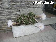 [P27] Flori de cactus in Pefkohori » foto by mikulis
 - 
<span class="allrVoted glyphicon glyphicon-heart hidden" id="av213159"></span>
<a class="m-l-10 hidden" id="sv213159" onclick="voting_Foto_DelVot(,213159,1165)" role="button">șterge vot <span class="glyphicon glyphicon-remove"></span></a>
<a id="v9213159" class=" c-red"  onclick="voting_Foto_SetVot(213159)" role="button"><span class="glyphicon glyphicon-heart-empty"></span> <b>LIKE</b> = Votează poza</a> <img class="hidden"  id="f213159W9" src="/imagini/loader.gif" border="0" /><span class="AjErrMes hidden" id="e213159ErM"></span>