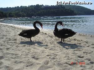 [P12] Numai lebedele negre pe plaja » foto by ANILU
 - 
<span class="allrVoted glyphicon glyphicon-heart hidden" id="av642227"></span>
<a class="m-l-10 hidden" id="sv642227" onclick="voting_Foto_DelVot(,642227,1166)" role="button">șterge vot <span class="glyphicon glyphicon-remove"></span></a>
<a id="v9642227" class=" c-red"  onclick="voting_Foto_SetVot(642227)" role="button"><span class="glyphicon glyphicon-heart-empty"></span> <b>LIKE</b> = Votează poza</a> <img class="hidden"  id="f642227W9" src="/imagini/loader.gif" border="0" /><span class="AjErrMes hidden" id="e642227ErM"></span>