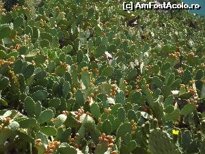 [P101] 'Pădurea' deasă de cactuşi de la Akronafplia » foto by irinad
 - 
<span class="allrVoted glyphicon glyphicon-heart hidden" id="av678807"></span>
<a class="m-l-10 hidden" id="sv678807" onclick="voting_Foto_DelVot(,678807,1167)" role="button">șterge vot <span class="glyphicon glyphicon-remove"></span></a>
<a id="v9678807" class=" c-red"  onclick="voting_Foto_SetVot(678807)" role="button"><span class="glyphicon glyphicon-heart-empty"></span> <b>LIKE</b> = Votează poza</a> <img class="hidden"  id="f678807W9" src="/imagini/loader.gif" border="0" /><span class="AjErrMes hidden" id="e678807ErM"></span>