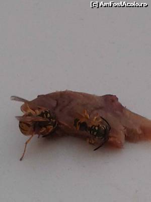 [P29] ati mai vazut albine carnivore??? nu le interesau nici oamenii, nici dulciurile, nici florile » foto by danadana*
 - 
<span class="allrVoted glyphicon glyphicon-heart hidden" id="av538897"></span>
<a class="m-l-10 hidden" id="sv538897" onclick="voting_Foto_DelVot(,538897,1198)" role="button">șterge vot <span class="glyphicon glyphicon-remove"></span></a>
<a id="v9538897" class=" c-red"  onclick="voting_Foto_SetVot(538897)" role="button"><span class="glyphicon glyphicon-heart-empty"></span> <b>LIKE</b> = Votează poza</a> <img class="hidden"  id="f538897W9" src="/imagini/loader.gif" border="0" /><span class="AjErrMes hidden" id="e538897ErM"></span>