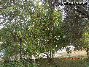 [P54] Un lămâi încărcat de fructe, în apropierea hotelului » foto by gettyy
 - 
<span class="allrVoted glyphicon glyphicon-heart hidden" id="av666554"></span>
<a class="m-l-10 hidden" id="sv666554" onclick="voting_Foto_DelVot(,666554,1198)" role="button">șterge vot <span class="glyphicon glyphicon-remove"></span></a>
<a id="v9666554" class=" c-red"  onclick="voting_Foto_SetVot(666554)" role="button"><span class="glyphicon glyphicon-heart-empty"></span> <b>LIKE</b> = Votează poza</a> <img class="hidden"  id="f666554W9" src="/imagini/loader.gif" border="0" /><span class="AjErrMes hidden" id="e666554ErM"></span>