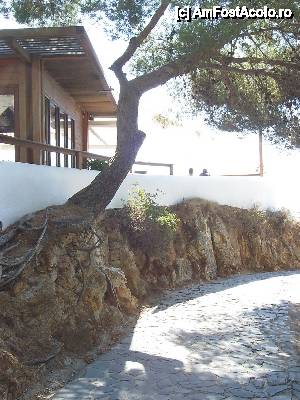 [P17] Copac cu rădăcini în stânci - în cetate » foto by Alina Roxana
 - 
<span class="allrVoted glyphicon glyphicon-heart hidden" id="av440414"></span>
<a class="m-l-10 hidden" id="sv440414" onclick="voting_Foto_DelVot(,440414,1270)" role="button">șterge vot <span class="glyphicon glyphicon-remove"></span></a>
<a id="v9440414" class=" c-red"  onclick="voting_Foto_SetVot(440414)" role="button"><span class="glyphicon glyphicon-heart-empty"></span> <b>LIKE</b> = Votează poza</a> <img class="hidden"  id="f440414W9" src="/imagini/loader.gif" border="0" /><span class="AjErrMes hidden" id="e440414ErM"></span>