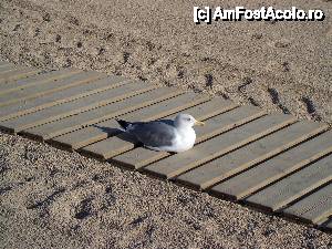 [P31]  -- <small>// FĂRĂ DESCRIERE</small> » foto by Alina Roxana
 - 
<span class="allrVoted glyphicon glyphicon-heart hidden" id="av440451"></span>
<a class="m-l-10 hidden" id="sv440451" onclick="voting_Foto_DelVot(,440451,1270)" role="button">șterge vot <span class="glyphicon glyphicon-remove"></span></a>
<a id="v9440451" class=" c-red"  onclick="voting_Foto_SetVot(440451)" role="button"><span class="glyphicon glyphicon-heart-empty"></span> <b>LIKE</b> = Votează poza</a> <img class="hidden"  id="f440451W9" src="/imagini/loader.gif" border="0" /><span class="AjErrMes hidden" id="e440451ErM"></span>