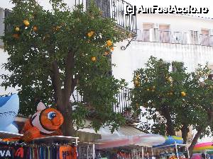 [P06] Tarabe, portocali » foto by Alina Roxana
 - 
<span class="allrVoted glyphicon glyphicon-heart hidden" id="av440403"></span>
<a class="m-l-10 hidden" id="sv440403" onclick="voting_Foto_DelVot(,440403,1270)" role="button">șterge vot <span class="glyphicon glyphicon-remove"></span></a>
<a id="v9440403" class=" c-red"  onclick="voting_Foto_SetVot(440403)" role="button"><span class="glyphicon glyphicon-heart-empty"></span> <b>LIKE</b> = Votează poza</a> <img class="hidden"  id="f440403W9" src="/imagini/loader.gif" border="0" /><span class="AjErrMes hidden" id="e440403ErM"></span>