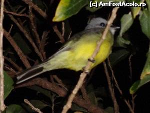 [P14] Yellow caracara, pasarea populara a CR. In fiecare seara, venea in acest copac, din curtea hotelului, pt a se culca, cand se iveau zorile, parasea pomul » foto by grecudoina
 - 
<span class="allrVoted glyphicon glyphicon-heart hidden" id="av601365"></span>
<a class="m-l-10 hidden" id="sv601365" onclick="voting_Foto_DelVot(,601365,1272)" role="button">șterge vot <span class="glyphicon glyphicon-remove"></span></a>
<a id="v9601365" class=" c-red"  onclick="voting_Foto_SetVot(601365)" role="button"><span class="glyphicon glyphicon-heart-empty"></span> <b>LIKE</b> = Votează poza</a> <img class="hidden"  id="f601365W9" src="/imagini/loader.gif" border="0" /><span class="AjErrMes hidden" id="e601365ErM"></span>