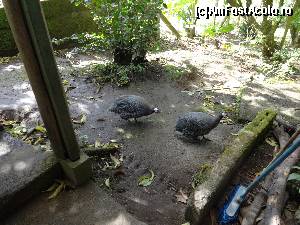[P28] bibilici africane, in curtea unei pensiuni din Monteverde » foto by grecudoina
 - 
<span class="allrVoted glyphicon glyphicon-heart hidden" id="av602950"></span>
<a class="m-l-10 hidden" id="sv602950" onclick="voting_Foto_DelVot(,602950,1272)" role="button">șterge vot <span class="glyphicon glyphicon-remove"></span></a>
<a id="v9602950" class=" c-red"  onclick="voting_Foto_SetVot(602950)" role="button"><span class="glyphicon glyphicon-heart-empty"></span> <b>LIKE</b> = Votează poza</a> <img class="hidden"  id="f602950W9" src="/imagini/loader.gif" border="0" /><span class="AjErrMes hidden" id="e602950ErM"></span>