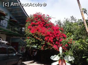 [P07] frumusetea florilor din Monteverde » foto by grecudoina
 - 
<span class="allrVoted glyphicon glyphicon-heart hidden" id="av787306"></span>
<a class="m-l-10 hidden" id="sv787306" onclick="voting_Foto_DelVot(,787306,1272)" role="button">șterge vot <span class="glyphicon glyphicon-remove"></span></a>
<a id="v9787306" class=" c-red"  onclick="voting_Foto_SetVot(787306)" role="button"><span class="glyphicon glyphicon-heart-empty"></span> <b>LIKE</b> = Votează poza</a> <img class="hidden"  id="f787306W9" src="/imagini/loader.gif" border="0" /><span class="AjErrMes hidden" id="e787306ErM"></span>