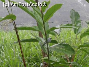 [P14] mai timida asteapta si albastrica MD » foto by grecudoina
 - 
<span class="allrVoted glyphicon glyphicon-heart hidden" id="av803074"></span>
<a class="m-l-10 hidden" id="sv803074" onclick="voting_Foto_DelVot(,803074,1272)" role="button">șterge vot <span class="glyphicon glyphicon-remove"></span></a>
<a id="v9803074" class=" c-red"  onclick="voting_Foto_SetVot(803074)" role="button"><span class="glyphicon glyphicon-heart-empty"></span> <b>LIKE</b> = Votează poza</a> <img class="hidden"  id="f803074W9" src="/imagini/loader.gif" border="0" /><span class="AjErrMes hidden" id="e803074ErM"></span>