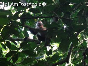 [P21] la debarcaderul resortului Evergreen-sunt intampinata de un Cappucino-cu fata alba » foto by grecudoina
 - 
<span class="allrVoted glyphicon glyphicon-heart hidden" id="av803264"></span>
<a class="m-l-10 hidden" id="sv803264" onclick="voting_Foto_DelVot(,803264,1272)" role="button">șterge vot <span class="glyphicon glyphicon-remove"></span></a>
<a id="v9803264" class=" c-red"  onclick="voting_Foto_SetVot(803264)" role="button"><span class="glyphicon glyphicon-heart-empty"></span> <b>LIKE</b> = Votează poza</a> <img class="hidden"  id="f803264W9" src="/imagini/loader.gif" border="0" /><span class="AjErrMes hidden" id="e803264ErM"></span>