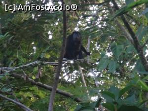 [P22] maimuta Urlatoare-instalata in copacul de la intrare in casuta mea, imi dadea scularea in fiecare zi la ora 5 dimineata » foto by grecudoina
 - 
<span class="allrVoted glyphicon glyphicon-heart hidden" id="av803265"></span>
<a class="m-l-10 hidden" id="sv803265" onclick="voting_Foto_DelVot(,803265,1272)" role="button">șterge vot <span class="glyphicon glyphicon-remove"></span></a>
<a id="v9803265" class=" c-red"  onclick="voting_Foto_SetVot(803265)" role="button"><span class="glyphicon glyphicon-heart-empty"></span> <b>LIKE</b> = Votează poza</a> <img class="hidden"  id="f803265W9" src="/imagini/loader.gif" border="0" /><span class="AjErrMes hidden" id="e803265ErM"></span>