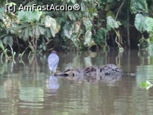 [P04] pasarea Heron, singura acceptata pe spatele crocodilului » foto by grecudoina
 - 
<span class="allrVoted glyphicon glyphicon-heart hidden" id="av803560"></span>
<a class="m-l-10 hidden" id="sv803560" onclick="voting_Foto_DelVot(,803560,1272)" role="button">șterge vot <span class="glyphicon glyphicon-remove"></span></a>
<a id="v9803560" class=" c-red"  onclick="voting_Foto_SetVot(803560)" role="button"><span class="glyphicon glyphicon-heart-empty"></span> <b>LIKE</b> = Votează poza</a> <img class="hidden"  id="f803560W9" src="/imagini/loader.gif" border="0" /><span class="AjErrMes hidden" id="e803560ErM"></span>
