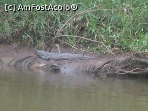 [P33] Crocodil » foto by Nico15
 - 
<span class="allrVoted glyphicon glyphicon-heart hidden" id="av953372"></span>
<a class="m-l-10 hidden" id="sv953372" onclick="voting_Foto_DelVot(,953372,1272)" role="button">șterge vot <span class="glyphicon glyphicon-remove"></span></a>
<a id="v9953372" class=" c-red"  onclick="voting_Foto_SetVot(953372)" role="button"><span class="glyphicon glyphicon-heart-empty"></span> <b>LIKE</b> = Votează poza</a> <img class="hidden"  id="f953372W9" src="/imagini/loader.gif" border="0" /><span class="AjErrMes hidden" id="e953372ErM"></span>