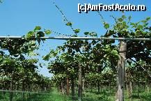 [P21] plantatie de kiwi » foto by aida_n
 - 
<span class="allrVoted glyphicon glyphicon-heart hidden" id="av187927"></span>
<a class="m-l-10 hidden" id="sv187927" onclick="voting_Foto_DelVot(,187927,1428)" role="button">șterge vot <span class="glyphicon glyphicon-remove"></span></a>
<a id="v9187927" class=" c-red"  onclick="voting_Foto_SetVot(187927)" role="button"><span class="glyphicon glyphicon-heart-empty"></span> <b>LIKE</b> = Votează poza</a> <img class="hidden"  id="f187927W9" src="/imagini/loader.gif" border="0" /><span class="AjErrMes hidden" id="e187927ErM"></span>