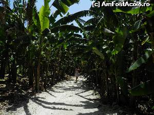 [P23] ... prin plantaţia de bananieri » foto by barbu minel
 - 
<span class="allrVoted glyphicon glyphicon-heart hidden" id="av519064"></span>
<a class="m-l-10 hidden" id="sv519064" onclick="voting_Foto_DelVot(,519064,1589)" role="button">șterge vot <span class="glyphicon glyphicon-remove"></span></a>
<a id="v9519064" class=" c-red"  onclick="voting_Foto_SetVot(519064)" role="button"><span class="glyphicon glyphicon-heart-empty"></span> <b>LIKE</b> = Votează poza</a> <img class="hidden"  id="f519064W9" src="/imagini/loader.gif" border="0" /><span class="AjErrMes hidden" id="e519064ErM"></span>
