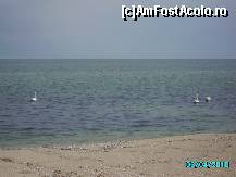 [P06] lebede » foto by nitescu
 - 
<span class="allrVoted glyphicon glyphicon-heart hidden" id="av61655"></span>
<a class="m-l-10 hidden" id="sv61655" onclick="voting_Foto_DelVot(,61655,1618)" role="button">șterge vot <span class="glyphicon glyphicon-remove"></span></a>
<a id="v961655" class=" c-red"  onclick="voting_Foto_SetVot(61655)" role="button"><span class="glyphicon glyphicon-heart-empty"></span> <b>LIKE</b> = Votează poza</a> <img class="hidden"  id="f61655W9" src="/imagini/loader.gif" border="0" /><span class="AjErrMes hidden" id="e61655ErM"></span>