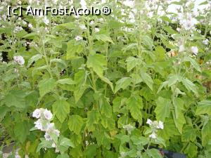 [P40]  -- <small>// FĂRĂ DESCRIERE</small> » foto by mireille
 - 
<span class="allrVoted glyphicon glyphicon-heart hidden" id="av1143598"></span>
<a class="m-l-10 hidden" id="sv1143598" onclick="voting_Foto_DelVot(,1143598,1639)" role="button">șterge vot <span class="glyphicon glyphicon-remove"></span></a>
<a id="v91143598" class=" c-red"  onclick="voting_Foto_SetVot(1143598)" role="button"><span class="glyphicon glyphicon-heart-empty"></span> <b>LIKE</b> = Votează poza</a> <img class="hidden"  id="f1143598W9" src="/imagini/loader.gif" border="0" /><span class="AjErrMes hidden" id="e1143598ErM"></span>