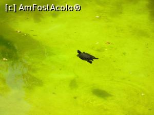 [P31] Una dintre nenumaratele broscute testoase fericite...  » foto by vulpe mihaela
 - 
<span class="allrVoted glyphicon glyphicon-heart hidden" id="av755076"></span>
<a class="m-l-10 hidden" id="sv755076" onclick="voting_Foto_DelVot(,755076,1710)" role="button">șterge vot <span class="glyphicon glyphicon-remove"></span></a>
<a id="v9755076" class=" c-red"  onclick="voting_Foto_SetVot(755076)" role="button"><span class="glyphicon glyphicon-heart-empty"></span> <b>LIKE</b> = Votează poza</a> <img class="hidden"  id="f755076W9" src="/imagini/loader.gif" border="0" /><span class="AjErrMes hidden" id="e755076ErM"></span>