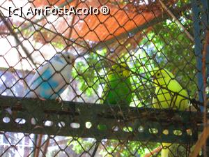 [P34] O parte din perusii galagiosi... pe ala alb-bleu, l-as fi luat acasa :) !  » foto by vulpe mihaela
 - 
<span class="allrVoted glyphicon glyphicon-heart hidden" id="av755079"></span>
<a class="m-l-10 hidden" id="sv755079" onclick="voting_Foto_DelVot(,755079,1710)" role="button">șterge vot <span class="glyphicon glyphicon-remove"></span></a>
<a id="v9755079" class=" c-red"  onclick="voting_Foto_SetVot(755079)" role="button"><span class="glyphicon glyphicon-heart-empty"></span> <b>LIKE</b> = Votează poza</a> <img class="hidden"  id="f755079W9" src="/imagini/loader.gif" border="0" /><span class="AjErrMes hidden" id="e755079ErM"></span>