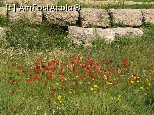 [P07] Flori și „pietroaie” » foto by crismis
 - 
<span class="allrVoted glyphicon glyphicon-heart hidden" id="av946465"></span>
<a class="m-l-10 hidden" id="sv946465" onclick="voting_Foto_DelVot(,946465,1710)" role="button">șterge vot <span class="glyphicon glyphicon-remove"></span></a>
<a id="v9946465" class=" c-red"  onclick="voting_Foto_SetVot(946465)" role="button"><span class="glyphicon glyphicon-heart-empty"></span> <b>LIKE</b> = Votează poza</a> <img class="hidden"  id="f946465W9" src="/imagini/loader.gif" border="0" /><span class="AjErrMes hidden" id="e946465ErM"></span>