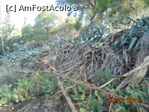 [P08] Dealul Lycabettus-vegetatia.  » foto by melena
 - 
<span class="allrVoted glyphicon glyphicon-heart hidden" id="av775135"></span>
<a class="m-l-10 hidden" id="sv775135" onclick="voting_Foto_DelVot(,775135,1710)" role="button">șterge vot <span class="glyphicon glyphicon-remove"></span></a>
<a id="v9775135" class=" c-red"  onclick="voting_Foto_SetVot(775135)" role="button"><span class="glyphicon glyphicon-heart-empty"></span> <b>LIKE</b> = Votează poza</a> <img class="hidden"  id="f775135W9" src="/imagini/loader.gif" border="0" /><span class="AjErrMes hidden" id="e775135ErM"></span>