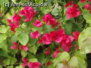 [P05] Pentru doamne, o frumoasă bougainvillea de decembrie, ştiu că ANILU o va plăcea » foto by irinad
 - 
<span class="allrVoted glyphicon glyphicon-heart hidden" id="av927804"></span>
<a class="m-l-10 hidden" id="sv927804" onclick="voting_Foto_DelVot(,927804,1710)" role="button">șterge vot <span class="glyphicon glyphicon-remove"></span></a>
<a id="v9927804" class=" c-red"  onclick="voting_Foto_SetVot(927804)" role="button"><span class="glyphicon glyphicon-heart-empty"></span> <b>LIKE</b> = Votează poza</a> <img class="hidden"  id="f927804W9" src="/imagini/loader.gif" border="0" /><span class="AjErrMes hidden" id="e927804ErM"></span>