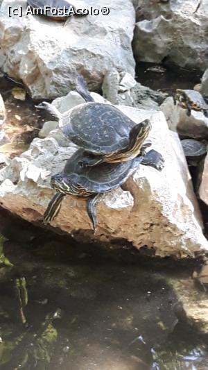 [P05] 3 » foto by Maria Cata
 - 
<span class="allrVoted glyphicon glyphicon-heart hidden" id="av901989"></span>
<a class="m-l-10 hidden" id="sv901989" onclick="voting_Foto_DelVot(,901989,1710)" role="button">șterge vot <span class="glyphicon glyphicon-remove"></span></a>
<a id="v9901989" class=" c-red"  onclick="voting_Foto_SetVot(901989)" role="button"><span class="glyphicon glyphicon-heart-empty"></span> <b>LIKE</b> = Votează poza</a> <img class="hidden"  id="f901989W9" src="/imagini/loader.gif" border="0" /><span class="AjErrMes hidden" id="e901989ErM"></span>