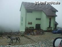 [P22] calul nu era de inchiriat, masina cred ca este a fiicei lui gregorio » foto by valimi
 - 
<span class="allrVoted glyphicon glyphicon-heart hidden" id="av74559"></span>
<a class="m-l-10 hidden" id="sv74559" onclick="voting_Foto_DelVot(,74559,1755)" role="button">șterge vot <span class="glyphicon glyphicon-remove"></span></a>
<a id="v974559" class=" c-red"  onclick="voting_Foto_SetVot(74559)" role="button"><span class="glyphicon glyphicon-heart-empty"></span> <b>LIKE</b> = Votează poza</a> <img class="hidden"  id="f74559W9" src="/imagini/loader.gif" border="0" /><span class="AjErrMes hidden" id="e74559ErM"></span>