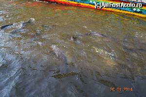 [P06] va e foame?  » foto by andreea72
 - 
<span class="allrVoted glyphicon glyphicon-heart hidden" id="av568275"></span>
<a class="m-l-10 hidden" id="sv568275" onclick="voting_Foto_DelVot(,568275,1769)" role="button">șterge vot <span class="glyphicon glyphicon-remove"></span></a>
<a id="v9568275" class=" c-red"  onclick="voting_Foto_SetVot(568275)" role="button"><span class="glyphicon glyphicon-heart-empty"></span> <b>LIKE</b> = Votează poza</a> <img class="hidden"  id="f568275W9" src="/imagini/loader.gif" border="0" /><span class="AjErrMes hidden" id="e568275ErM"></span>