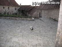 [P02] Catelul Patzy, care ne a adus la Rock & Red » foto by Patzy
 - 
<span class="allrVoted glyphicon glyphicon-heart hidden" id="av154079"></span>
<a class="m-l-10 hidden" id="sv154079" onclick="voting_Foto_DelVot(,154079,1844)" role="button">șterge vot <span class="glyphicon glyphicon-remove"></span></a>
<a id="v9154079" class=" c-red"  onclick="voting_Foto_SetVot(154079)" role="button"><span class="glyphicon glyphicon-heart-empty"></span> <b>LIKE</b> = Votează poza</a> <img class="hidden"  id="f154079W9" src="/imagini/loader.gif" border="0" /><span class="AjErrMes hidden" id="e154079ErM"></span>