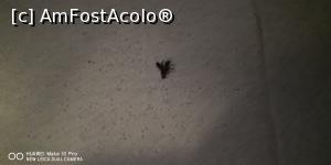 [P02] Gandaci si furnici in camere » foto by Mihai87
 - 
<span class="allrVoted glyphicon glyphicon-heart hidden" id="av1087655"></span>
<a class="m-l-10 hidden" id="sv1087655" onclick="voting_Foto_DelVot(,1087655,1869)" role="button">șterge vot <span class="glyphicon glyphicon-remove"></span></a>
<a id="v91087655" class=" c-red"  onclick="voting_Foto_SetVot(1087655)" role="button"><span class="glyphicon glyphicon-heart-empty"></span> <b>LIKE</b> = Votează poza</a> <img class="hidden"  id="f1087655W9" src="/imagini/loader.gif" border="0" /><span class="AjErrMes hidden" id="e1087655ErM"></span>