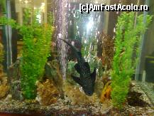 [P01] La intrare, in holul principal, exista 3 acvarii superbe. Acesta este unul dintre ele :) » foto by irma_ro*
 - 
<span class="allrVoted glyphicon glyphicon-heart hidden" id="av62105"></span>
<a class="m-l-10 hidden" id="sv62105" onclick="voting_Foto_DelVot(,62105,1935)" role="button">șterge vot <span class="glyphicon glyphicon-remove"></span></a>
<a id="v962105" class=" c-red"  onclick="voting_Foto_SetVot(62105)" role="button"><span class="glyphicon glyphicon-heart-empty"></span> <b>LIKE</b> = Votează poza</a> <img class="hidden"  id="f62105W9" src="/imagini/loader.gif" border="0" /><span class="AjErrMes hidden" id="e62105ErM"></span>