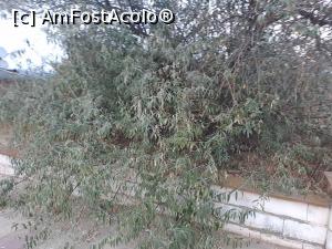 [P13] Faleza boschetarita » foto by Uivlis
 - 
<span class="allrVoted glyphicon glyphicon-heart hidden" id="av1384835"></span>
<a class="m-l-10 hidden" id="sv1384835" onclick="voting_Foto_DelVot(,1384835,1941)" role="button">șterge vot <span class="glyphicon glyphicon-remove"></span></a>
<a id="v91384835" class=" c-red"  onclick="voting_Foto_SetVot(1384835)" role="button"><span class="glyphicon glyphicon-heart-empty"></span> <b>LIKE</b> = Votează poza</a> <img class="hidden"  id="f1384835W9" src="/imagini/loader.gif" border="0" /><span class="AjErrMes hidden" id="e1384835ErM"></span>