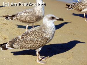 [P09] Companionii tupeistilor » foto by cristisch2003
 - 
<span class="allrVoted glyphicon glyphicon-heart hidden" id="av1174678"></span>
<a class="m-l-10 hidden" id="sv1174678" onclick="voting_Foto_DelVot(,1174678,1946)" role="button">șterge vot <span class="glyphicon glyphicon-remove"></span></a>
<a id="v91174678" class=" c-red"  onclick="voting_Foto_SetVot(1174678)" role="button"><span class="glyphicon glyphicon-heart-empty"></span> <b>LIKE</b> = Votează poza</a> <img class="hidden"  id="f1174678W9" src="/imagini/loader.gif" border="0" /><span class="AjErrMes hidden" id="e1174678ErM"></span>