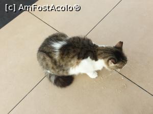 [P05] era plin de pisici uriașe » foto by aurel34
 - 
<span class="allrVoted glyphicon glyphicon-heart hidden" id="av1105815"></span>
<a class="m-l-10 hidden" id="sv1105815" onclick="voting_Foto_DelVot(,1105815,1956)" role="button">șterge vot <span class="glyphicon glyphicon-remove"></span></a>
<a id="v91105815" class=" c-red"  onclick="voting_Foto_SetVot(1105815)" role="button"><span class="glyphicon glyphicon-heart-empty"></span> <b>LIKE</b> = Votează poza</a> <img class="hidden"  id="f1105815W9" src="/imagini/loader.gif" border="0" /><span class="AjErrMes hidden" id="e1105815ErM"></span>