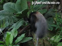 [P13] CosmoCaixa, animale in padurea tropicala » foto by dsum3r
 - 
<span class="allrVoted glyphicon glyphicon-heart hidden" id="av280853"></span>
<a class="m-l-10 hidden" id="sv280853" onclick="voting_Foto_DelVot(,280853,1999)" role="button">șterge vot <span class="glyphicon glyphicon-remove"></span></a>
<a id="v9280853" class=" c-red"  onclick="voting_Foto_SetVot(280853)" role="button"><span class="glyphicon glyphicon-heart-empty"></span> <b>LIKE</b> = Votează poza</a> <img class="hidden"  id="f280853W9" src="/imagini/loader.gif" border="0" /><span class="AjErrMes hidden" id="e280853ErM"></span>
