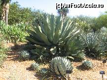 [P14] Gradina Botanica de pe muntele Montjuic » foto by dsum3r
 - 
<span class="allrVoted glyphicon glyphicon-heart hidden" id="av280854"></span>
<a class="m-l-10 hidden" id="sv280854" onclick="voting_Foto_DelVot(,280854,1999)" role="button">șterge vot <span class="glyphicon glyphicon-remove"></span></a>
<a id="v9280854" class=" c-red"  onclick="voting_Foto_SetVot(280854)" role="button"><span class="glyphicon glyphicon-heart-empty"></span> <b>LIKE</b> = Votează poza</a> <img class="hidden"  id="f280854W9" src="/imagini/loader.gif" border="0" /><span class="AjErrMes hidden" id="e280854ErM"></span>