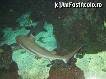 [P16] Rechin la Aquarium » foto by dsum3r
 - 
<span class="allrVoted glyphicon glyphicon-heart hidden" id="av280856"></span>
<a class="m-l-10 hidden" id="sv280856" onclick="voting_Foto_DelVot(,280856,1999)" role="button">șterge vot <span class="glyphicon glyphicon-remove"></span></a>
<a id="v9280856" class=" c-red"  onclick="voting_Foto_SetVot(280856)" role="button"><span class="glyphicon glyphicon-heart-empty"></span> <b>LIKE</b> = Votează poza</a> <img class="hidden"  id="f280856W9" src="/imagini/loader.gif" border="0" /><span class="AjErrMes hidden" id="e280856ErM"></span>