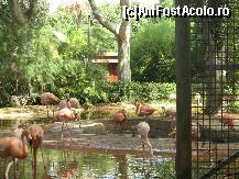 [P26] Poza din Gradina Zoologica » foto by dsum3r
 - 
<span class="allrVoted glyphicon glyphicon-heart hidden" id="av280866"></span>
<a class="m-l-10 hidden" id="sv280866" onclick="voting_Foto_DelVot(,280866,1999)" role="button">șterge vot <span class="glyphicon glyphicon-remove"></span></a>
<a id="v9280866" class=" c-red"  onclick="voting_Foto_SetVot(280866)" role="button"><span class="glyphicon glyphicon-heart-empty"></span> <b>LIKE</b> = Votează poza</a> <img class="hidden"  id="f280866W9" src="/imagini/loader.gif" border="0" /><span class="AjErrMes hidden" id="e280866ErM"></span>