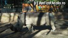 [P100] Rinocerul. Gradina Zoologica. » foto by TraianS
 - 
<span class="allrVoted glyphicon glyphicon-heart hidden" id="av294327"></span>
<a class="m-l-10 hidden" id="sv294327" onclick="voting_Foto_DelVot(,294327,1999)" role="button">șterge vot <span class="glyphicon glyphicon-remove"></span></a>
<a id="v9294327" class=" c-red"  onclick="voting_Foto_SetVot(294327)" role="button"><span class="glyphicon glyphicon-heart-empty"></span> <b>LIKE</b> = Votează poza</a> <img class="hidden"  id="f294327W9" src="/imagini/loader.gif" border="0" /><span class="AjErrMes hidden" id="e294327ErM"></span>