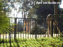 [P101] Girafele si-un elefant in fundal. Gradina Zoologica. » foto by TraianS
 - 
<span class="allrVoted glyphicon glyphicon-heart hidden" id="av294328"></span>
<a class="m-l-10 hidden" id="sv294328" onclick="voting_Foto_DelVot(,294328,1999)" role="button">șterge vot <span class="glyphicon glyphicon-remove"></span></a>
<a id="v9294328" class=" c-red"  onclick="voting_Foto_SetVot(294328)" role="button"><span class="glyphicon glyphicon-heart-empty"></span> <b>LIKE</b> = Votează poza</a> <img class="hidden"  id="f294328W9" src="/imagini/loader.gif" border="0" /><span class="AjErrMes hidden" id="e294328ErM"></span>