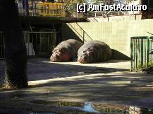 [P96] Hipopotami la soare. Gradina Zoologica. » foto by TraianS
 - 
<span class="allrVoted glyphicon glyphicon-heart hidden" id="av294321"></span>
<a class="m-l-10 hidden" id="sv294321" onclick="voting_Foto_DelVot(,294321,1999)" role="button">șterge vot <span class="glyphicon glyphicon-remove"></span></a>
<a id="v9294321" class=" c-red"  onclick="voting_Foto_SetVot(294321)" role="button"><span class="glyphicon glyphicon-heart-empty"></span> <b>LIKE</b> = Votează poza</a> <img class="hidden"  id="f294321W9" src="/imagini/loader.gif" border="0" /><span class="AjErrMes hidden" id="e294321ErM"></span>