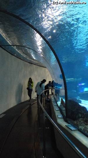 [P32] Jumătatea de tunel din Aquarium » foto by iuliaen
 - 
<span class="allrVoted glyphicon glyphicon-heart hidden" id="av614582"></span>
<a class="m-l-10 hidden" id="sv614582" onclick="voting_Foto_DelVot(,614582,1999)" role="button">șterge vot <span class="glyphicon glyphicon-remove"></span></a>
<a id="v9614582" class=" c-red"  onclick="voting_Foto_SetVot(614582)" role="button"><span class="glyphicon glyphicon-heart-empty"></span> <b>LIKE</b> = Votează poza</a> <img class="hidden"  id="f614582W9" src="/imagini/loader.gif" border="0" /><span class="AjErrMes hidden" id="e614582ErM"></span>