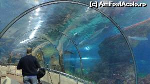 [P33] Tunelul integral în Aquarium » foto by iuliaen
 - 
<span class="allrVoted glyphicon glyphicon-heart hidden" id="av614585"></span>
<a class="m-l-10 hidden" id="sv614585" onclick="voting_Foto_DelVot(,614585,1999)" role="button">șterge vot <span class="glyphicon glyphicon-remove"></span></a>
<a id="v9614585" class=" c-red"  onclick="voting_Foto_SetVot(614585)" role="button"><span class="glyphicon glyphicon-heart-empty"></span> <b>LIKE</b> = Votează poza</a> <img class="hidden"  id="f614585W9" src="/imagini/loader.gif" border="0" /><span class="AjErrMes hidden" id="e614585ErM"></span>