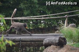 [P11] ZOO Barcelona... si diverse specii...  » foto by marcemicu
 - 
<span class="allrVoted glyphicon glyphicon-heart hidden" id="av382816"></span>
<a class="m-l-10 hidden" id="sv382816" onclick="voting_Foto_DelVot(,382816,1999)" role="button">șterge vot <span class="glyphicon glyphicon-remove"></span></a>
<a id="v9382816" class=" c-red"  onclick="voting_Foto_SetVot(382816)" role="button"><span class="glyphicon glyphicon-heart-empty"></span> <b>LIKE</b> = Votează poza</a> <img class="hidden"  id="f382816W9" src="/imagini/loader.gif" border="0" /><span class="AjErrMes hidden" id="e382816ErM"></span>