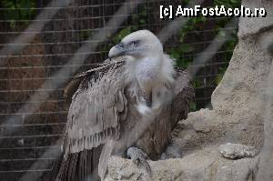 [P13] de veghe?!... ZOO Barcelona » foto by marcemicu
 - 
<span class="allrVoted glyphicon glyphicon-heart hidden" id="av382818"></span>
<a class="m-l-10 hidden" id="sv382818" onclick="voting_Foto_DelVot(,382818,1999)" role="button">șterge vot <span class="glyphicon glyphicon-remove"></span></a>
<a id="v9382818" class=" c-red"  onclick="voting_Foto_SetVot(382818)" role="button"><span class="glyphicon glyphicon-heart-empty"></span> <b>LIKE</b> = Votează poza</a> <img class="hidden"  id="f382818W9" src="/imagini/loader.gif" border="0" /><span class="AjErrMes hidden" id="e382818ErM"></span>
