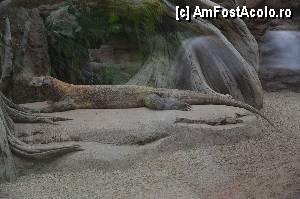 [P14] ZOO Barcelona » foto by marcemicu
 - 
<span class="allrVoted glyphicon glyphicon-heart hidden" id="av382819"></span>
<a class="m-l-10 hidden" id="sv382819" onclick="voting_Foto_DelVot(,382819,1999)" role="button">șterge vot <span class="glyphicon glyphicon-remove"></span></a>
<a id="v9382819" class=" c-red"  onclick="voting_Foto_SetVot(382819)" role="button"><span class="glyphicon glyphicon-heart-empty"></span> <b>LIKE</b> = Votează poza</a> <img class="hidden"  id="f382819W9" src="/imagini/loader.gif" border="0" /><span class="AjErrMes hidden" id="e382819ErM"></span>