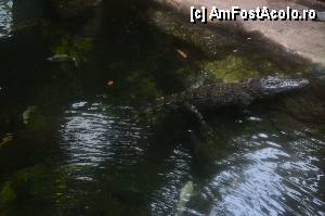 [P15] ZOO Barcelona... e foarte cuminte... acolo...  » foto by marcemicu
 - 
<span class="allrVoted glyphicon glyphicon-heart hidden" id="av382820"></span>
<a class="m-l-10 hidden" id="sv382820" onclick="voting_Foto_DelVot(,382820,1999)" role="button">șterge vot <span class="glyphicon glyphicon-remove"></span></a>
<a id="v9382820" class=" c-red"  onclick="voting_Foto_SetVot(382820)" role="button"><span class="glyphicon glyphicon-heart-empty"></span> <b>LIKE</b> = Votează poza</a> <img class="hidden"  id="f382820W9" src="/imagini/loader.gif" border="0" /><span class="AjErrMes hidden" id="e382820ErM"></span>