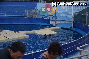 [P17] ZOO Barcelona... si leii de mare » foto by marcemicu
 - 
<span class="allrVoted glyphicon glyphicon-heart hidden" id="av382822"></span>
<a class="m-l-10 hidden" id="sv382822" onclick="voting_Foto_DelVot(,382822,1999)" role="button">șterge vot <span class="glyphicon glyphicon-remove"></span></a>
<a id="v9382822" class=" c-red"  onclick="voting_Foto_SetVot(382822)" role="button"><span class="glyphicon glyphicon-heart-empty"></span> <b>LIKE</b> = Votează poza</a> <img class="hidden"  id="f382822W9" src="/imagini/loader.gif" border="0" /><span class="AjErrMes hidden" id="e382822ErM"></span>