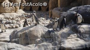[P70] pinguini la zoo » foto by adutza_ghiocel
 - 
<span class="allrVoted glyphicon glyphicon-heart hidden" id="av920249"></span>
<a class="m-l-10 hidden" id="sv920249" onclick="voting_Foto_DelVot(,920249,1999)" role="button">șterge vot <span class="glyphicon glyphicon-remove"></span></a>
<a id="v9920249" class=" c-red"  onclick="voting_Foto_SetVot(920249)" role="button"><span class="glyphicon glyphicon-heart-empty"></span> <b>LIKE</b> = Votează poza</a> <img class="hidden"  id="f920249W9" src="/imagini/loader.gif" border="0" /><span class="AjErrMes hidden" id="e920249ErM"></span>